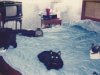 cats-on-bed.jpg