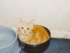 orangie-in-bowl.jpg