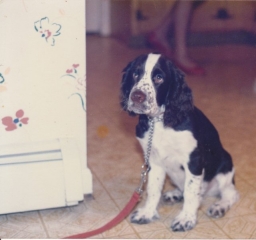 crop-springer-pup.jpg