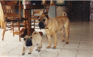 shar-peis.jpg