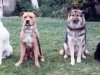 4dogrow.jpg