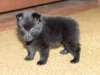 blackiepupcroped.jpg