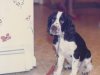 crop-springer-pup.jpg