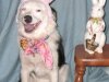 easter-ecco-crop.jpg