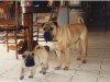shar-peis.jpg