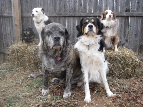 dogs 12-16
